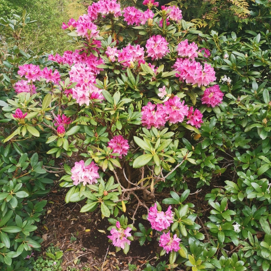 Rhododendron