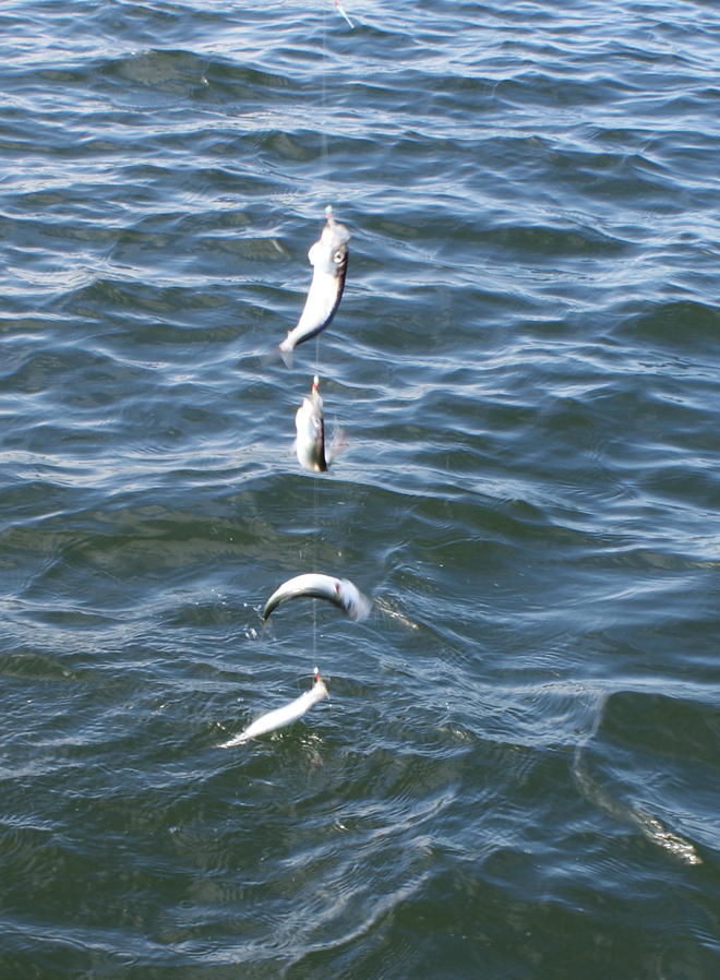 Fiske och frisk luft
