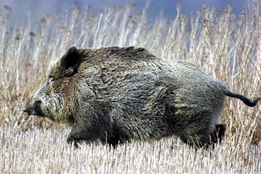Med husbil på jakt och fiske